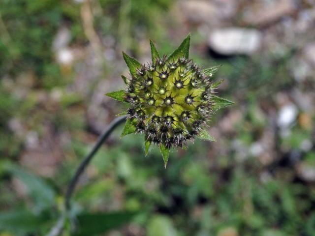 Chrastavec lesní (Knautia maxima (Opiz) Ortmann)