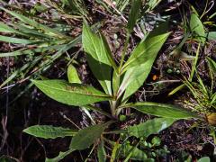 Chrastavec lesní (Knautia maxima (Opiz) Ortmann)