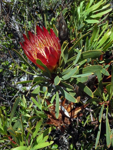 Protea (Protea repens L.)