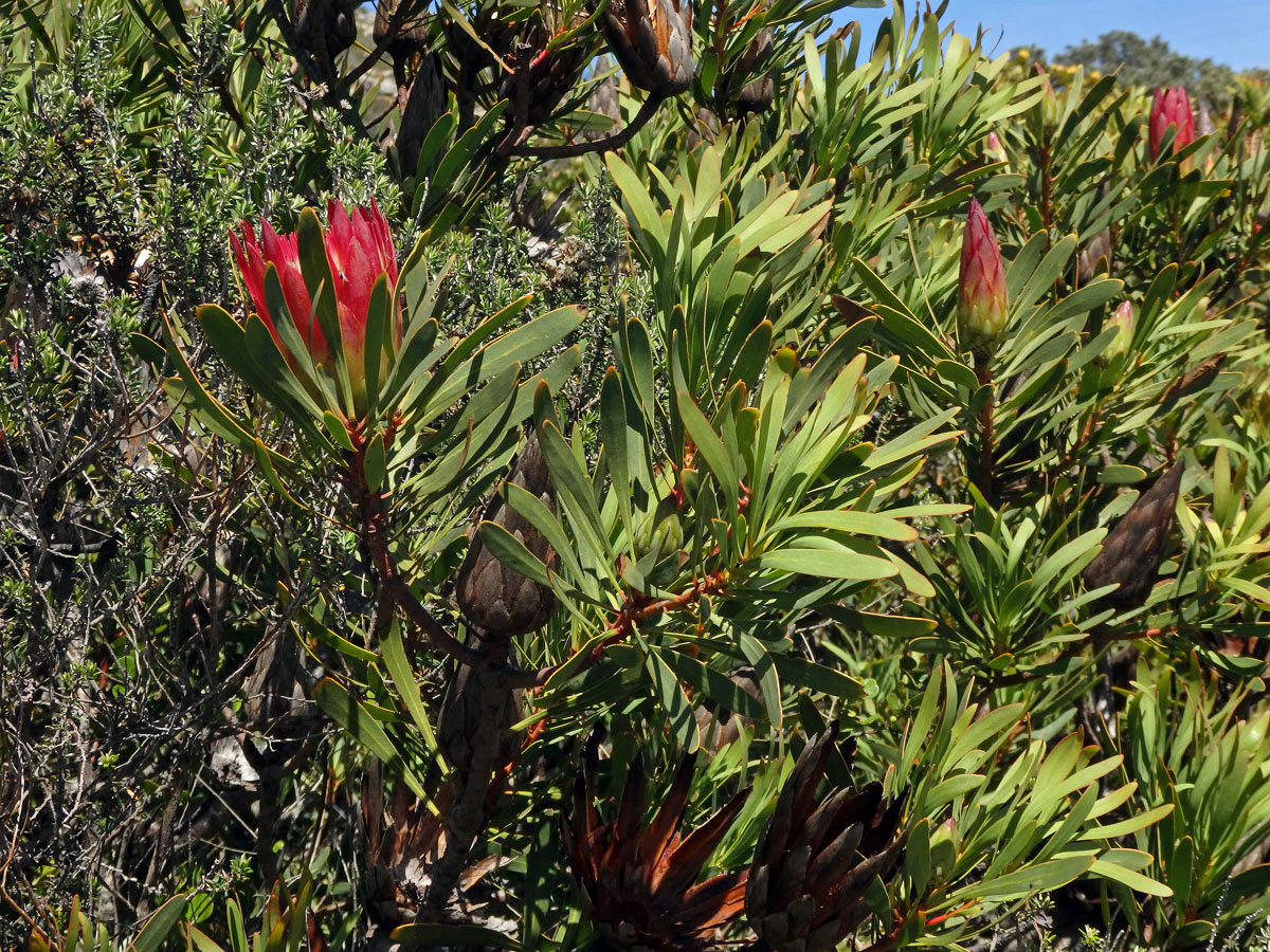 Protea (Protea repens L.)