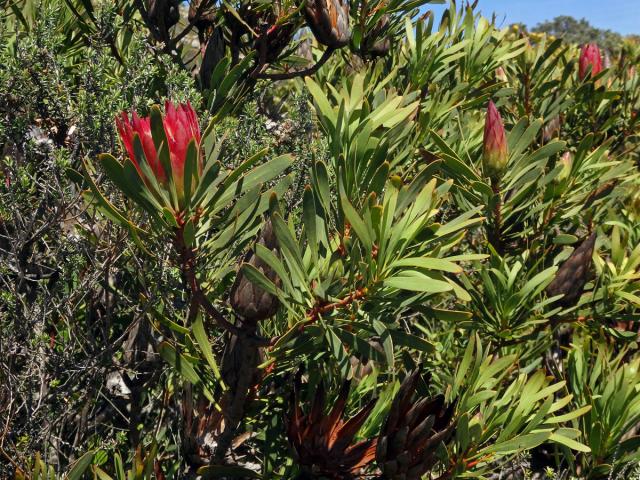 Protea (Protea repens L.)