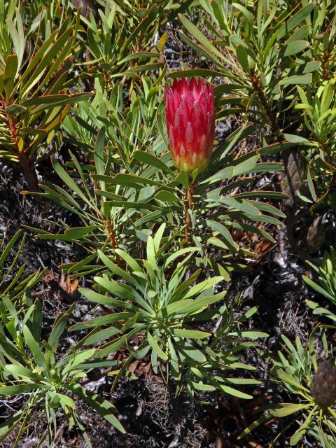 Protea (Protea repens L.)