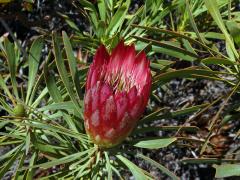 Protea (Protea repens L.)