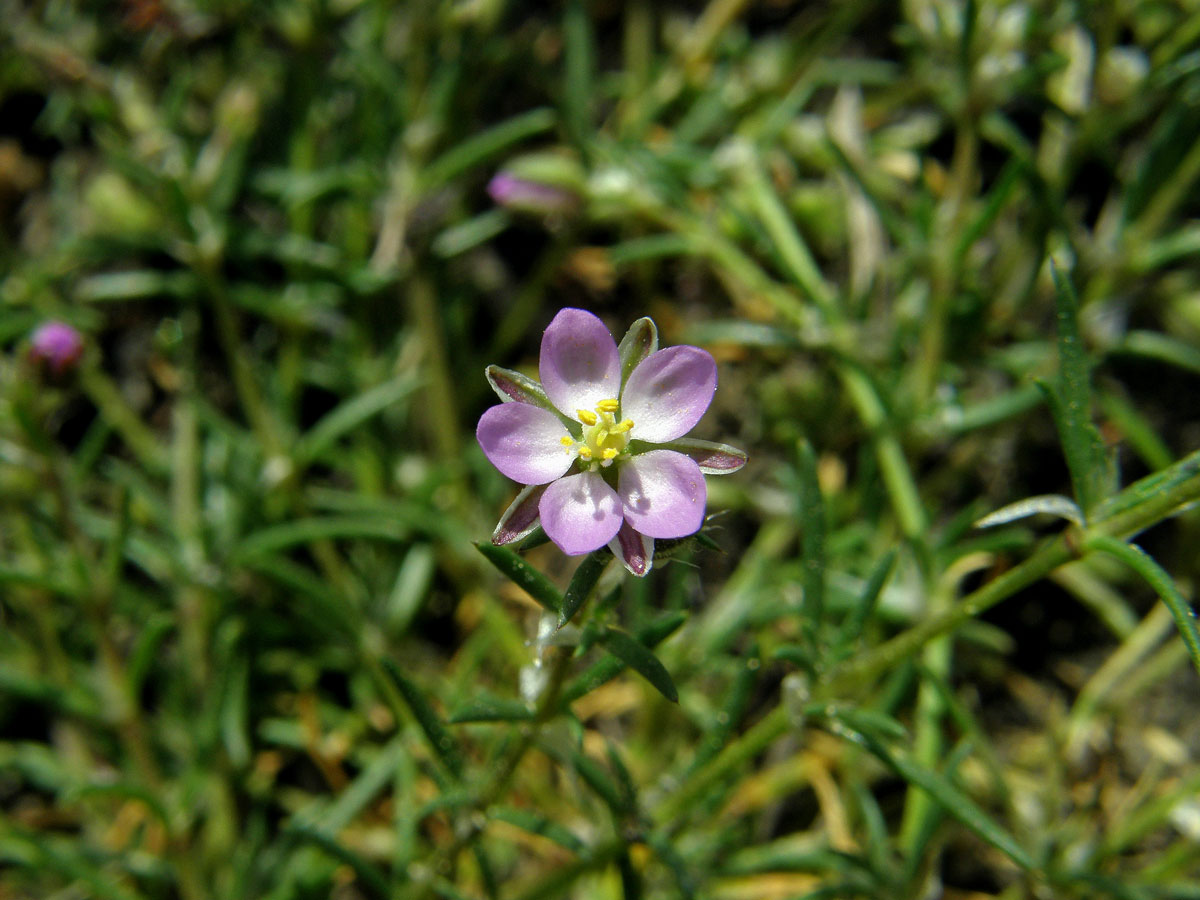 Kuřinka červená (Spergularia rubra (L.) J. Presl et C. Presl)