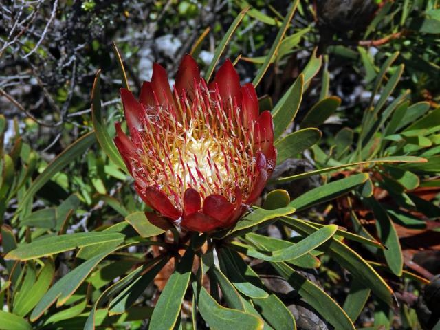 Protea (Protea repens L.)