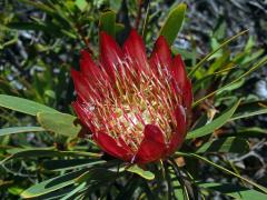 Protea (Protea repens L.)