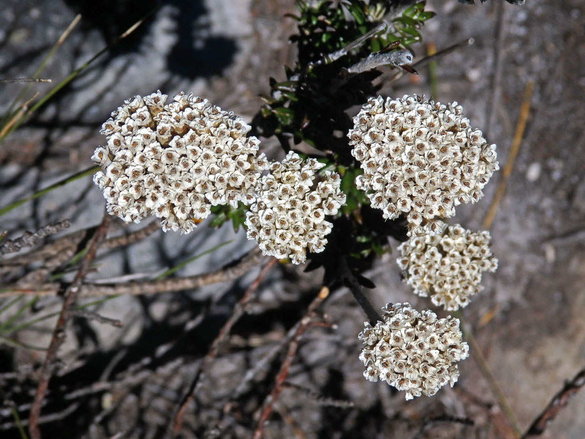 Petalacte coronata (L.) D. Don