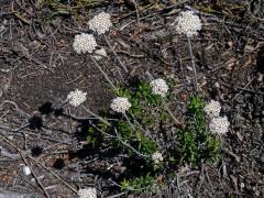 Petalacte coronata (L.) D. Don