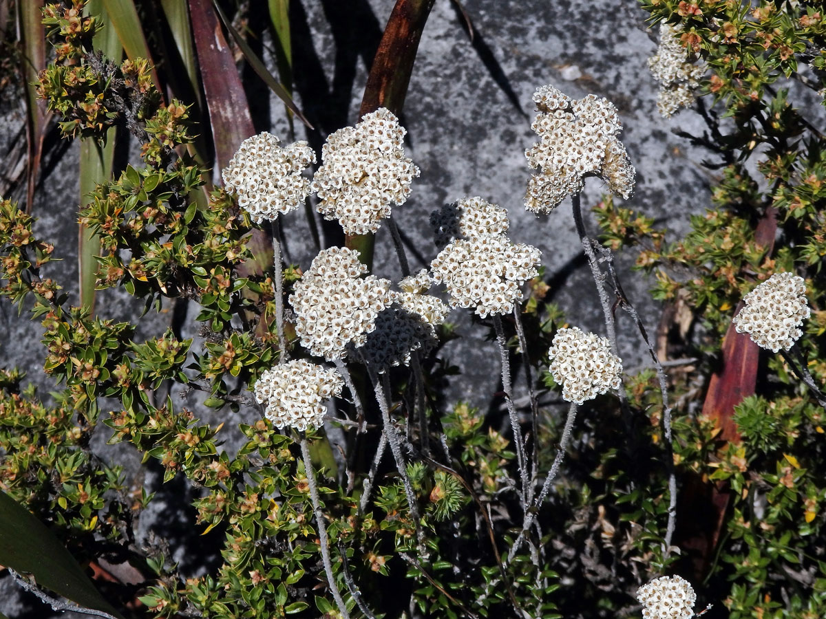 Petalacte coronata (L.) D. Don