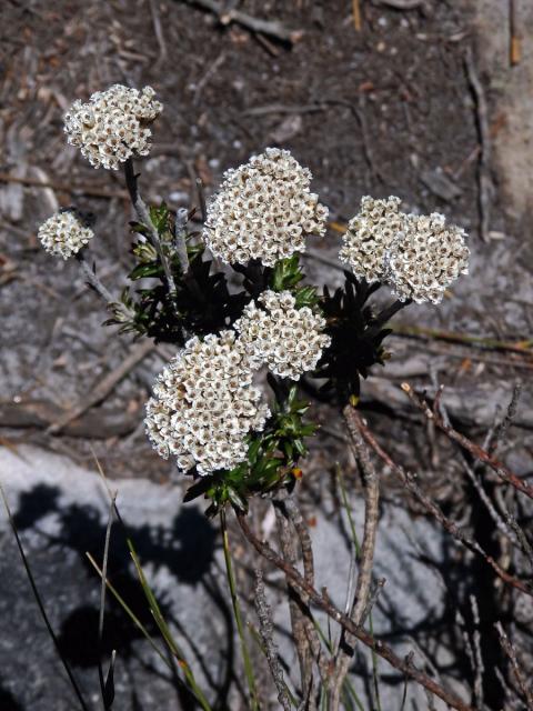 Petalacte coronata (L.) D. Don