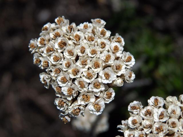 Petalacte coronata (L.) D. Don