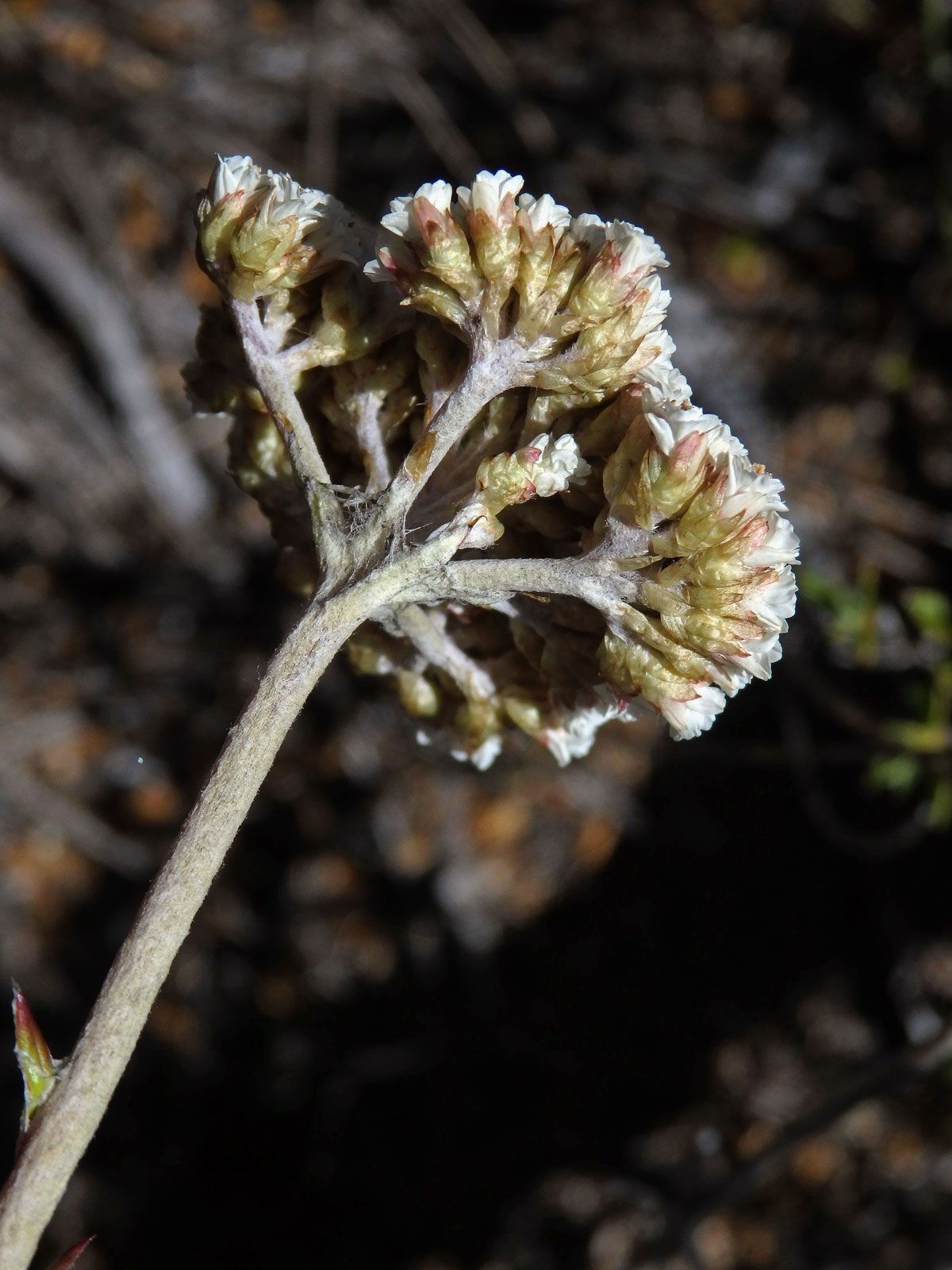 Petalacte coronata (L.) D. Don