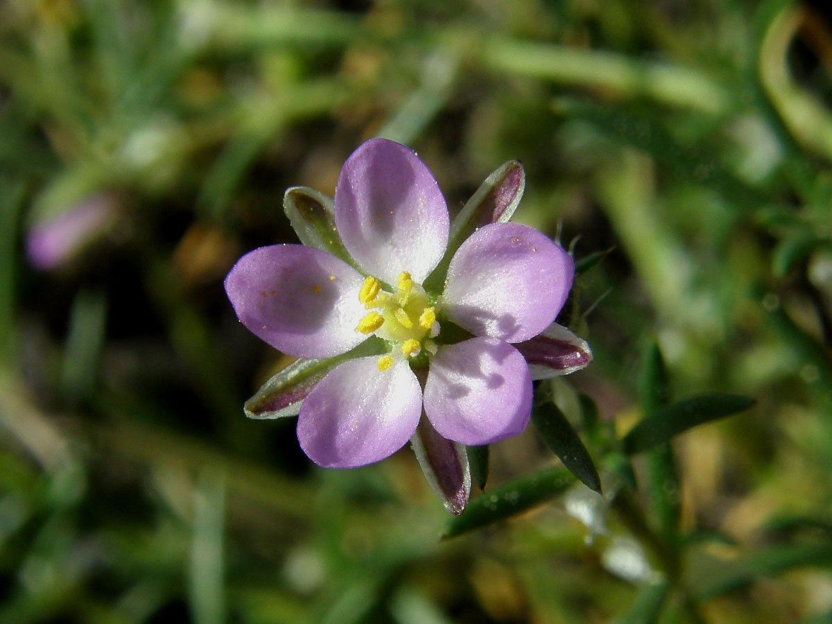 Kuřinka červená (Spergularia rubra (L.) J. Presl et C. Presl)