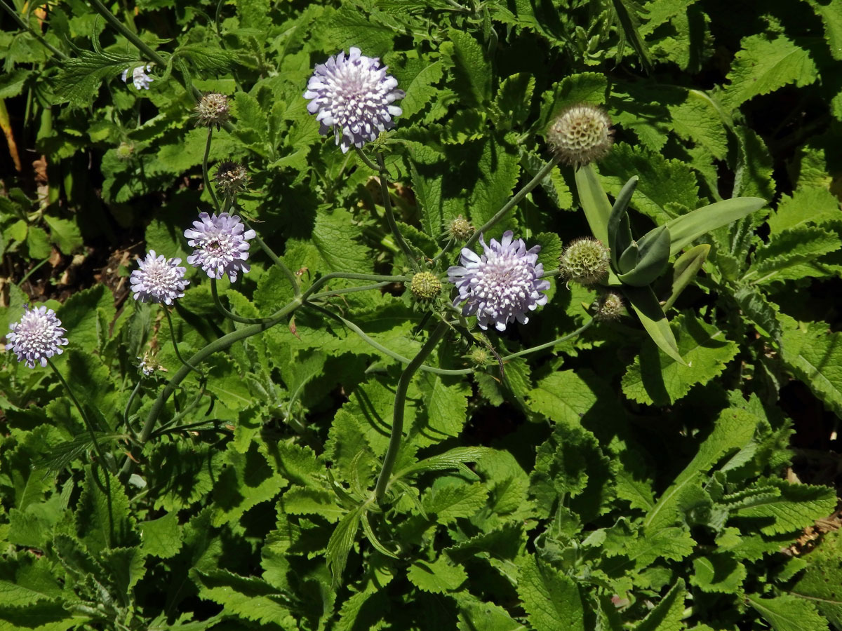 Hlaváč (Scabiosa africana L.)