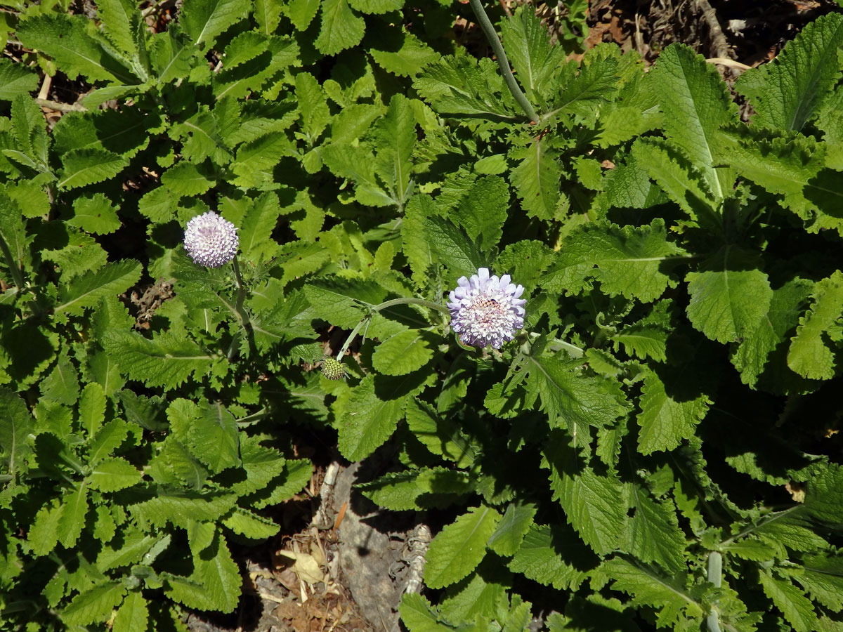 Hlaváč (Scabiosa africana L.)