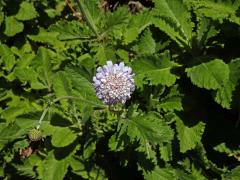 Hlaváč (Scabiosa africana L.)