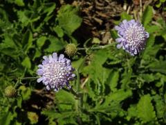 Hlaváč (Scabiosa africana L.)