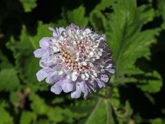 Hlaváč (Scabiosa africana L.)