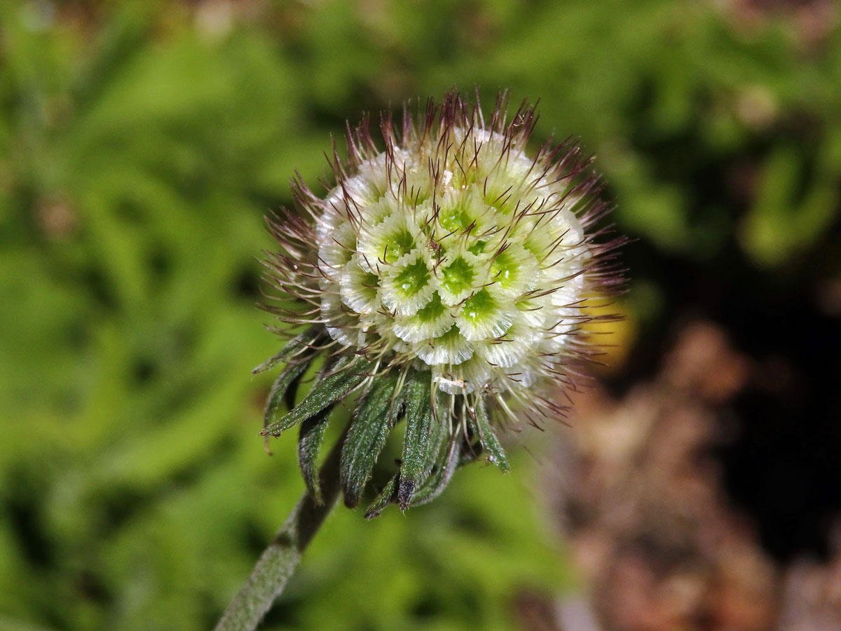 Hlaváč (Scabiosa africana L.)