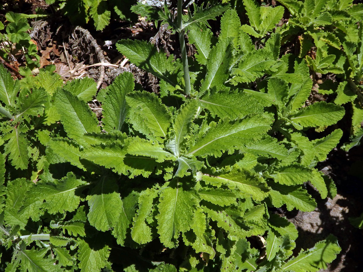 Hlaváč (Scabiosa africana L.)