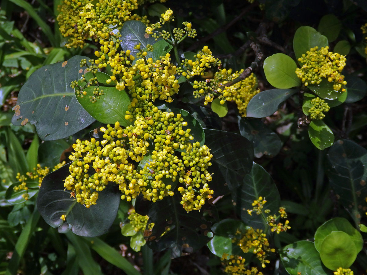 Psychotria capensis (Eckl.) Vatke