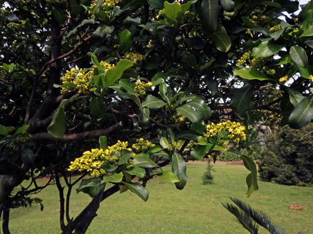 Psychotria capensis (Eckl.) Vatke