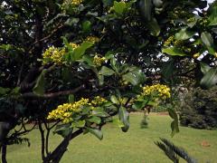 Psychotria capensis (Eckl.) Vatke