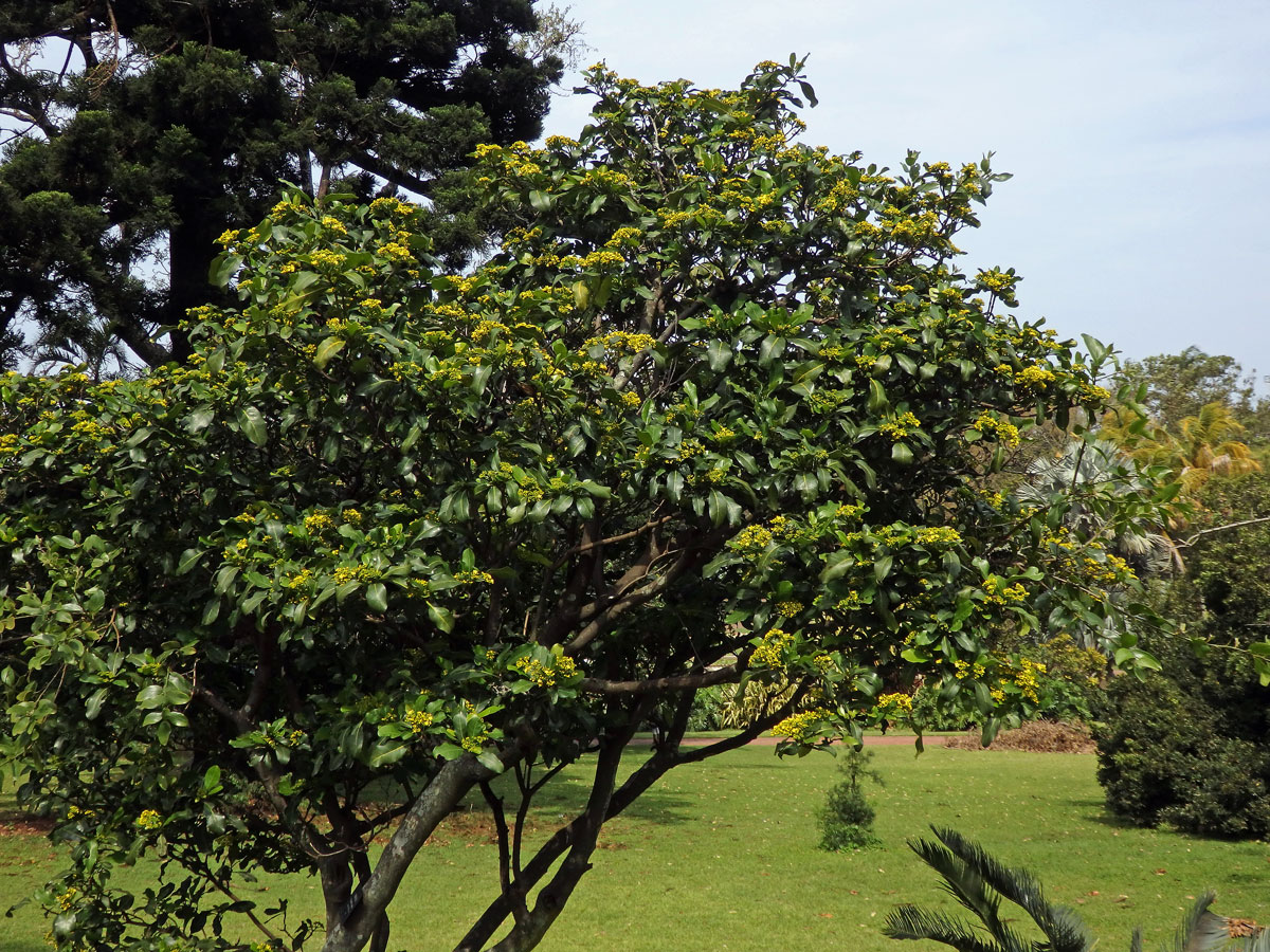 Psychotria capensis (Eckl.) Vatke