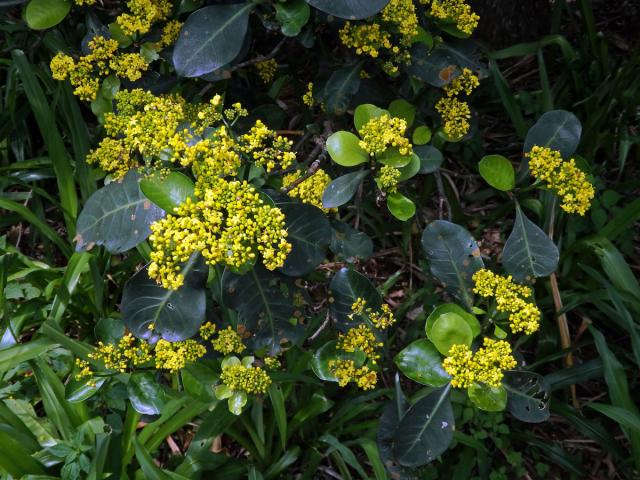 Psychotria capensis (Eckl.) Vatke