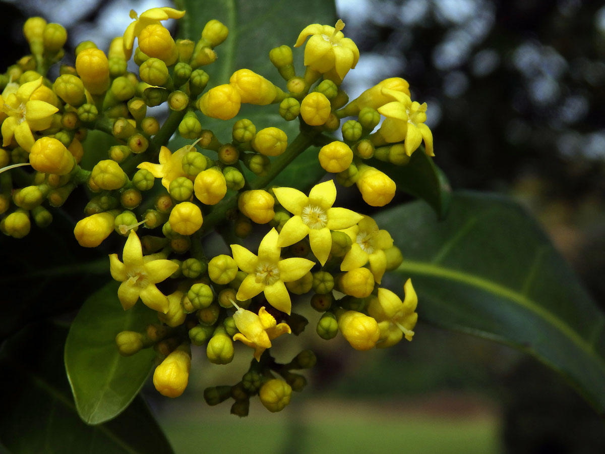 Psychotria capensis (Eckl.) Vatke