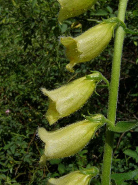 Náprstník velkokvětý (Digitalis grandiflora Mill.)