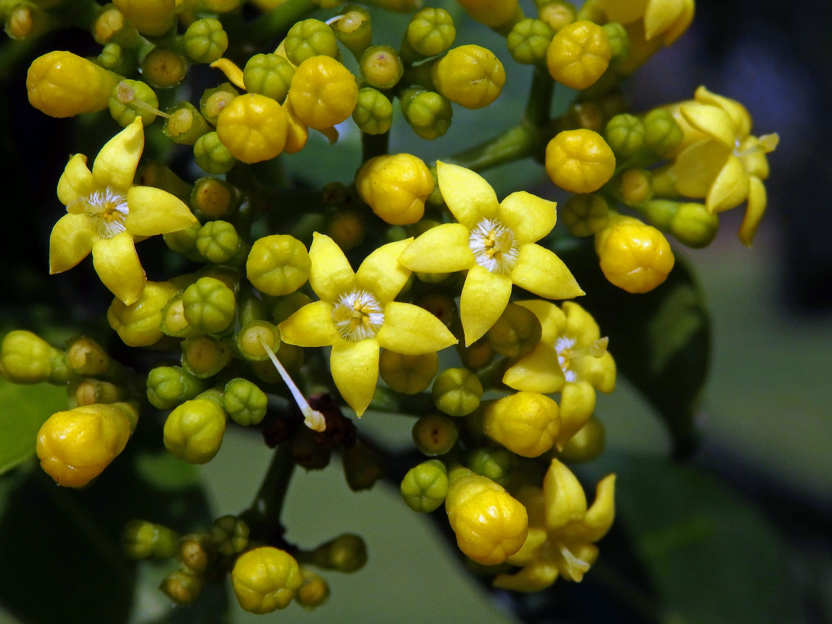 Psychotria capensis (Eckl.) Vatke