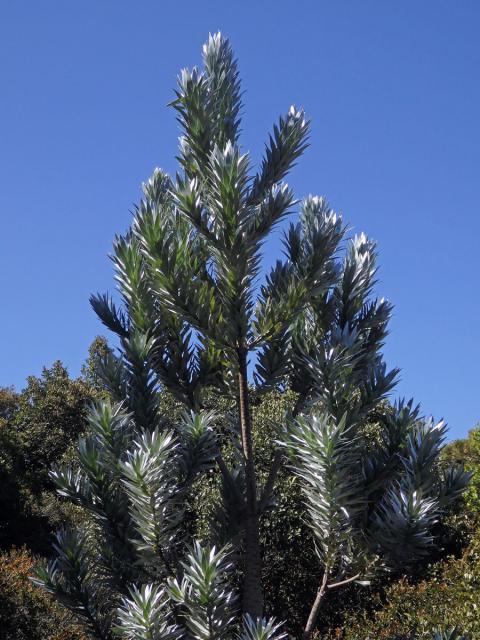 Leucadendron argenteum (L.) R. Br.