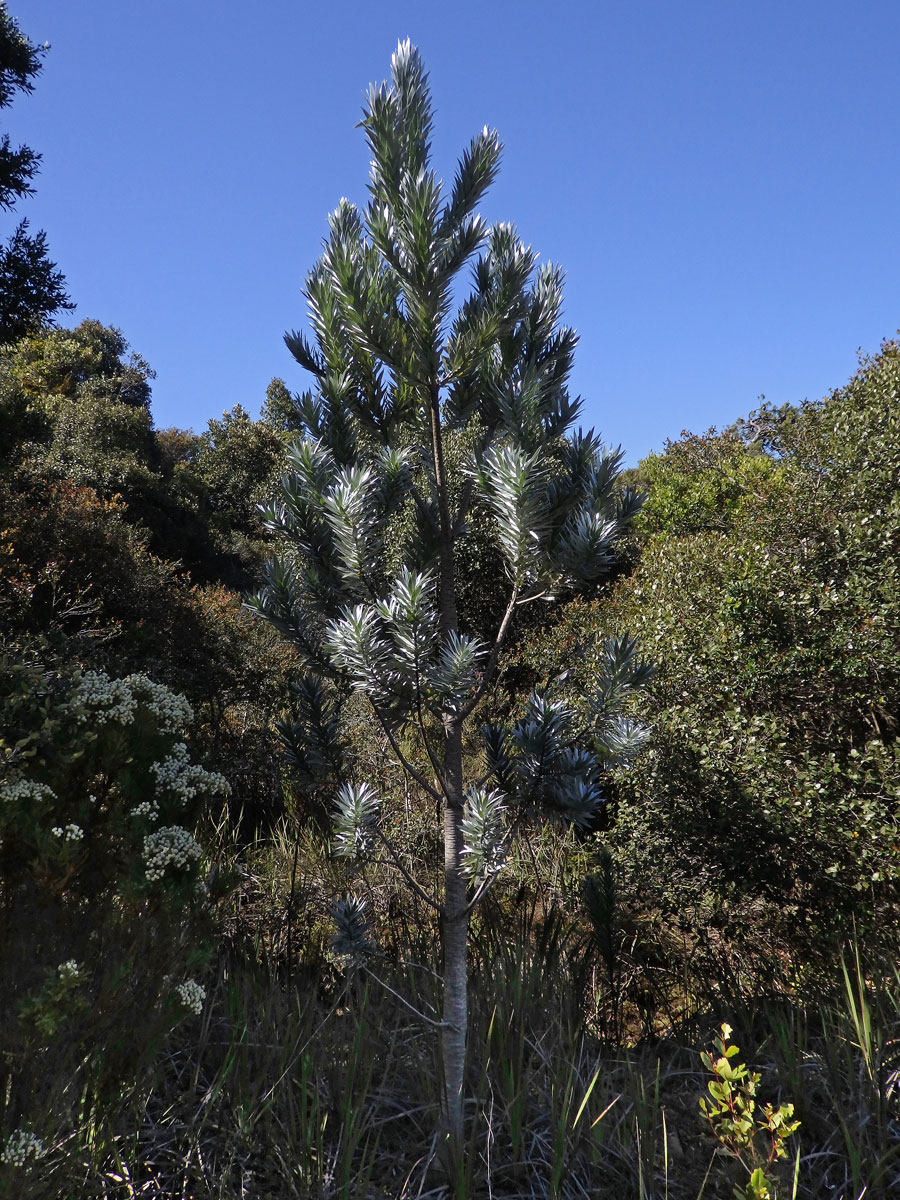 Leucadendron argenteum (L.) R. Br.