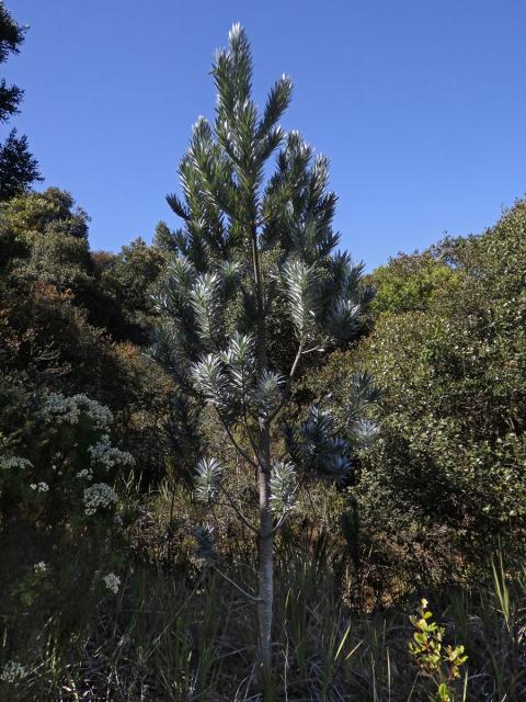 Leucadendron argenteum (L.) R. Br.