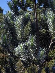 Leucadendron argenteum (L.) R. Br.