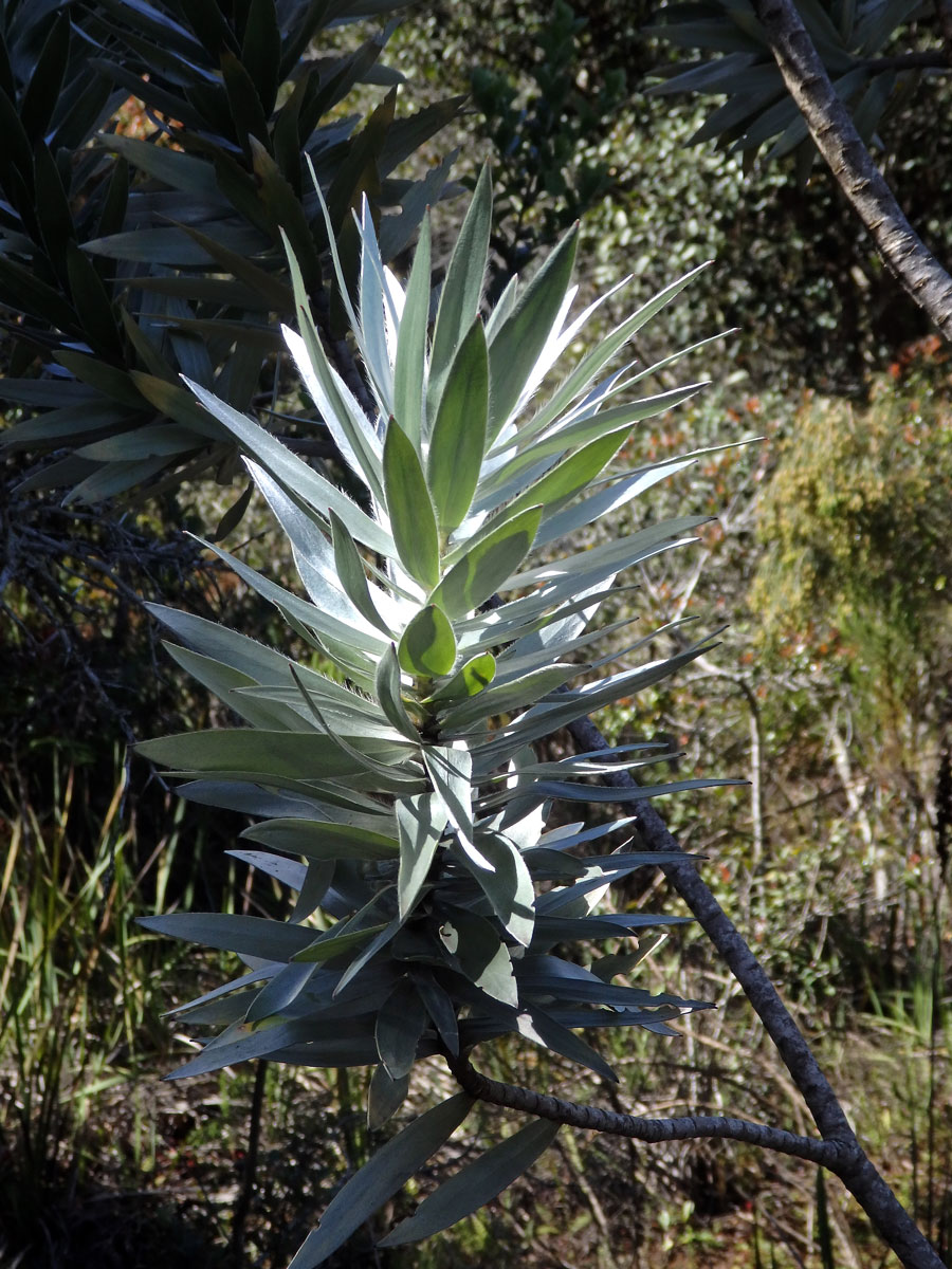 Leucadendron argenteum (L.) R. Br.