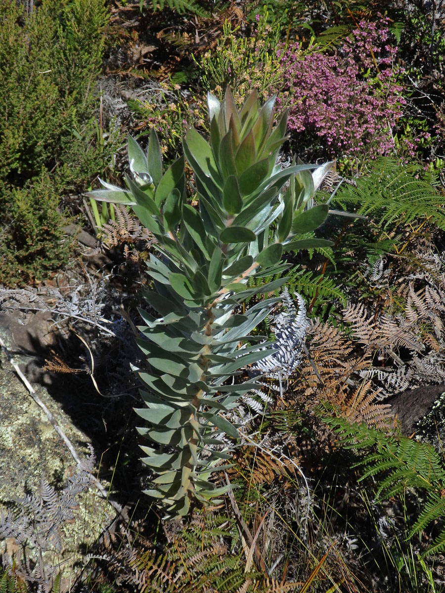 Leucadendron argenteum (L.) R. Br.