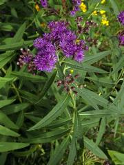 Vernonie (Vernonia noveboracensis (L.) Michx.)