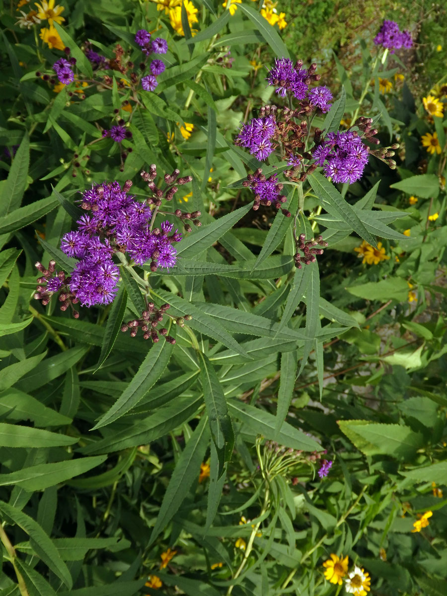 Vernonie (Vernonia noveboracensis (L.) Michx.)