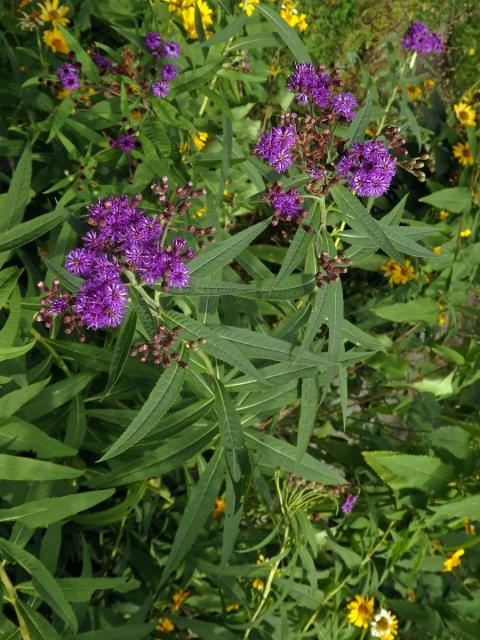 Vernonie (Vernonia noveboracensis (L.) Michx.)