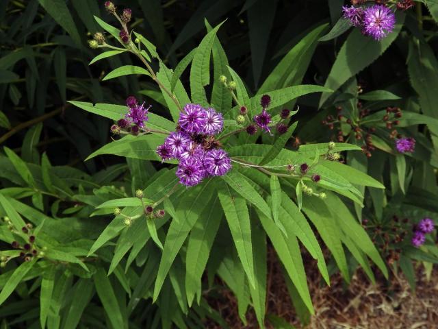 Vernonie (Vernonia noveboracensis (L.) Michx.)