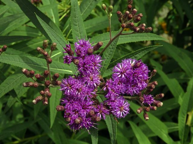 Vernonie (Vernonia noveboracensis (L.) Michx.)