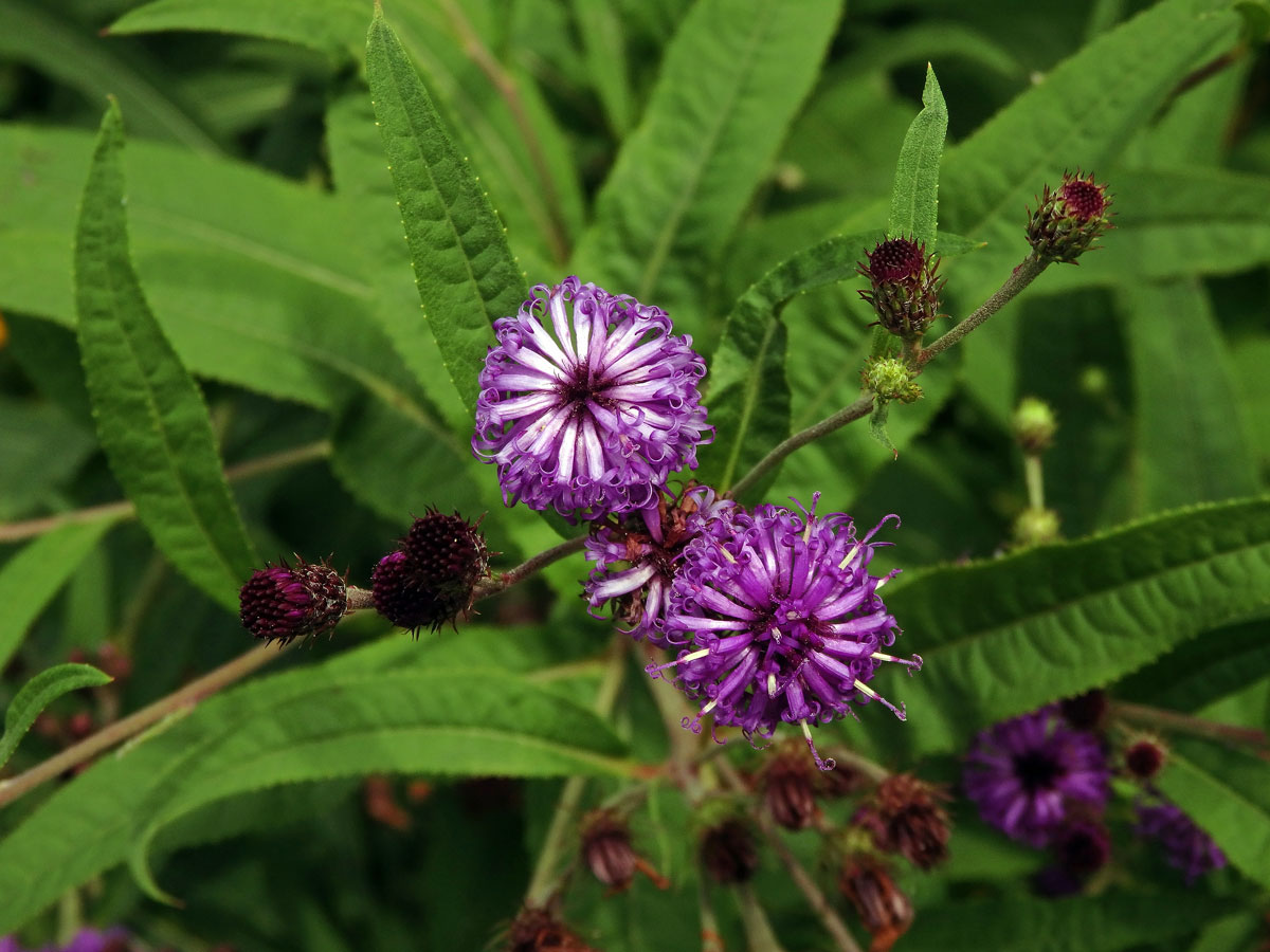 Vernonie (Vernonia noveboracensis (L.) Michx.)