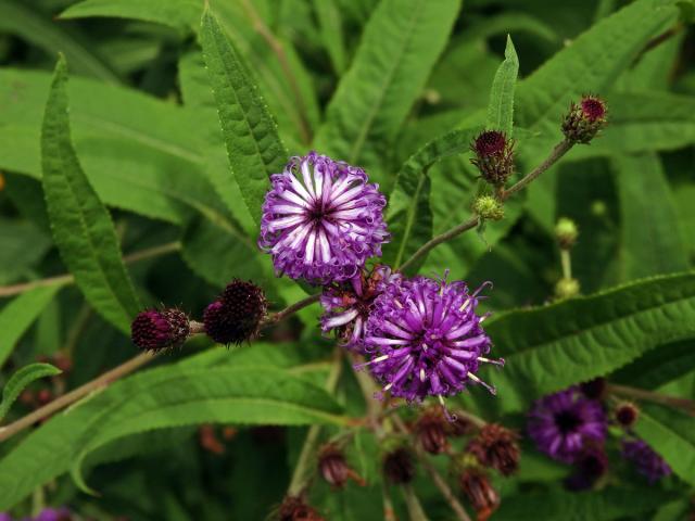 Vernonie (Vernonia noveboracensis (L.) Michx.)