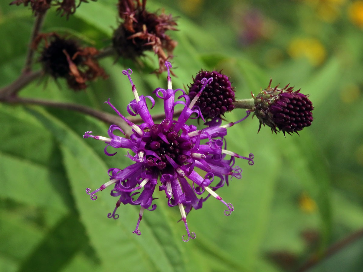 Vernonie (Vernonia noveboracensis (L.) Michx.)