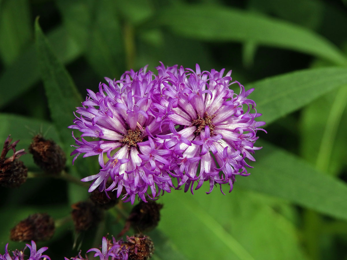 Vernonie (Vernonia noveboracensis (L.) Michx.)