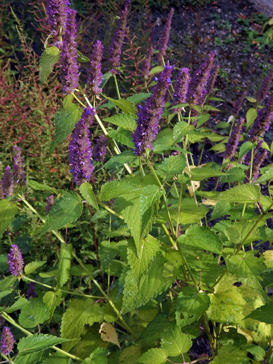 Agastache anýzová (Agastache foeniculum (Pursh) Kuntze)