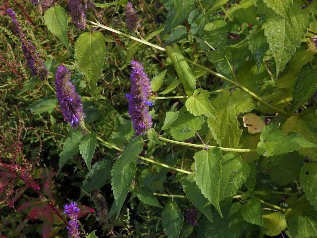 Agastache anýzová (Agastache foeniculum (Pursh) Kuntze)