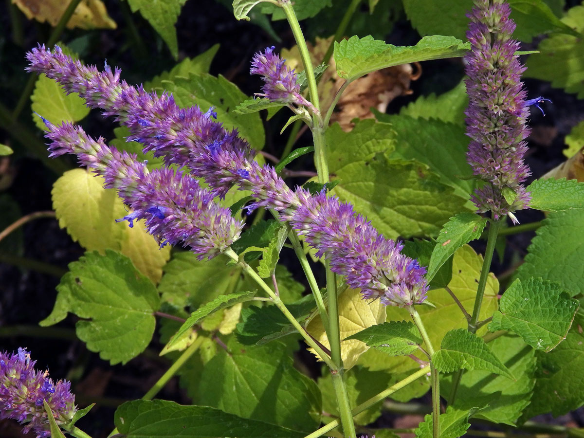 Agastache anýzová (Agastache foeniculum (Pursh) Kuntze)